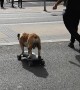 Skateboarding Dog