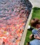 Kid saves koi fish after they jump out of the water