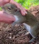Romeo the Squirrel Loves Being Held While Eating and Being Pet
