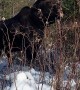 Close Encounter With a Bull Moose