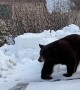 Tourists See Bears in Tahoe