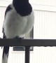 Butcherbird Mimics Other Bird Calls