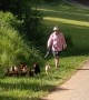 Dad Uses Leaf Blower to Herd Chickens Back to Yard