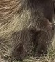 Porcupine Scratches an Itch
