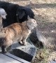 Dog Bathes Kitty Friend