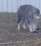 Husky Plays With Sprinkler