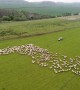 Drone Shows How Sheep are Herded