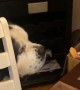 Jax the 230 Pound Saint Bernard Delicately Takes Chip