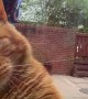 Rusty the Cat Scratches Against Glass to be Let in