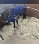 Security Cam Catches Clever Horse Removing Blanket