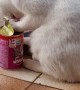 Cat Digs into Empty Cat Food Can Trying to Find Food