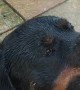 Rottweiler Loves Being Sprayed by Hose