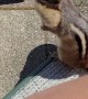 Making Friends With a Chipmunk