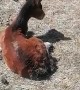 Foal Rescued From Hole