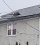 Turkey Walks on Telephone Wires