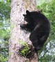 Bear in a Tree