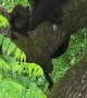 Black Bear Family Frolics in Trees