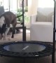 Jamie the Dog Loves Bouncing on Mini Trampoline
