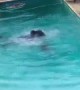 Man jumps fully dressed into pool to save drowning dogs