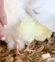 Lavender the Chicken Keeping Chicks Warm