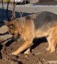 Deschutes the German Shepherd Decides to Help Dad Dig