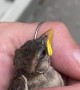 Woman Reunites Lost Baby Bird With Parents