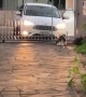 Pup Always Waits for Owner to Get Home
