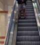 Bio the Giant Cane Corso Dog Doesn't Like Escalators