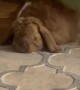 Bunny Gets Broom Massage