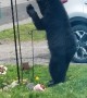 Black Bear Cub Steals Bird Feed