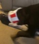 Playful Puppy Runs Around With KFC Bucket on His Head