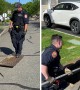 Police rescue goslings from storm drain