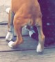 Boxer Has a Puppy Buddy