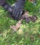 Man Saves 7 Tangled Baby Squirrels