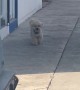 Pup Goes at His Own Pace