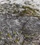 Baby Eels Migrating Up the Kenduskeag River