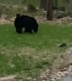 Mama Bear Carries Cub on Her Back
