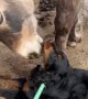 Rescued Mule Loves New Pup Pal