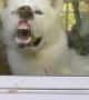 Husky Shows Off His Teeth