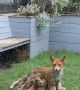 There's a Family of Foxes Living Under My Studio
