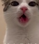 Kitten hilariously spits out healthy treat 