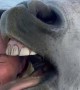 Horse Gives Sloppy Kisses