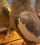 Cute Parrot Plays Peekaboo