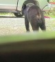 Bear Visits Men Working at Cabin Site