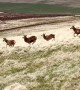 Stampede of Stags