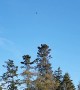 Crow Buzzes Around Bald Eagle