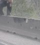 Big Grizzly Bear Balances on Concrete Barricades