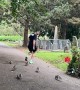 Squirrels Chase Jogger for His Nuts