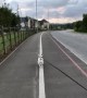 Pup Walks the Line
