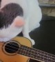 Ukulele Playing Cat